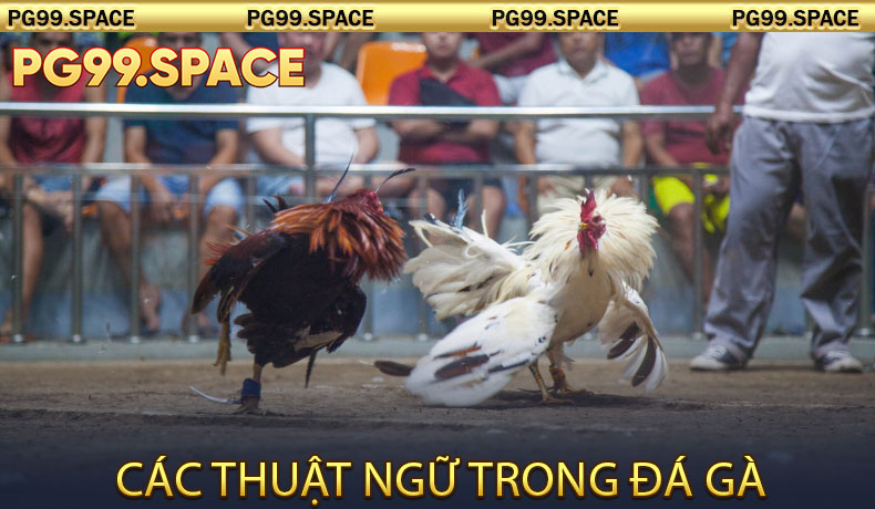 Các thuật ngữ trong đá gà